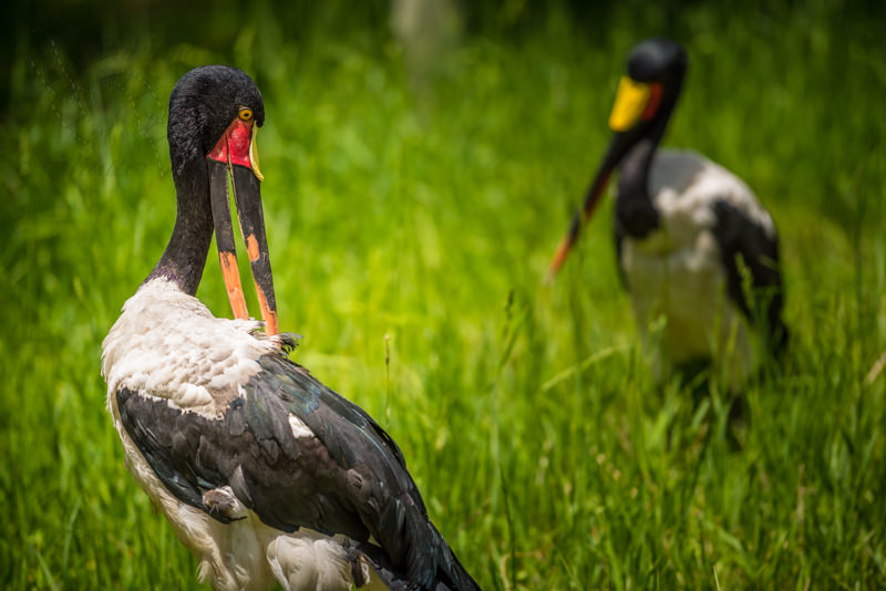 Wildlife