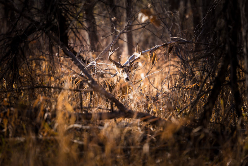 Wildlife